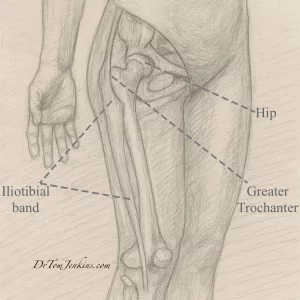 Thigh transparent labelled